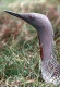 Red Throated diver